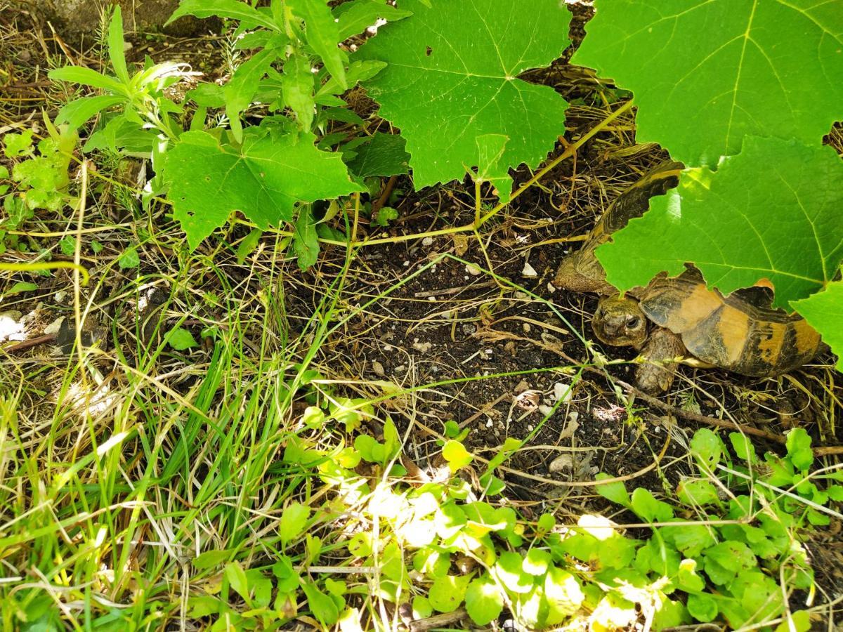 Villa The Turtles Garden Bečići Exterior foto