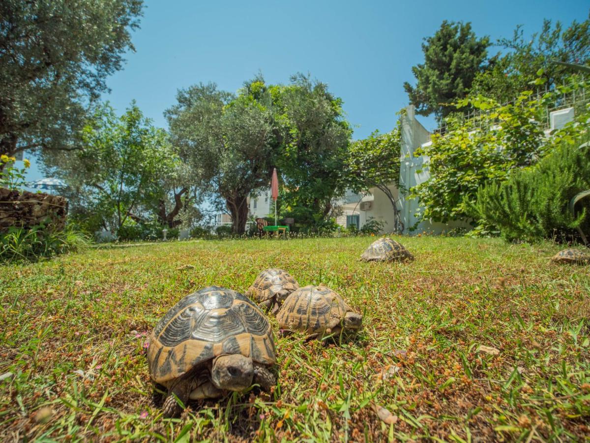 Villa The Turtles Garden Bečići Exterior foto